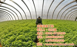 攜手朋霸溫室工程，共建高唐優(yōu)質蔬菜大棚