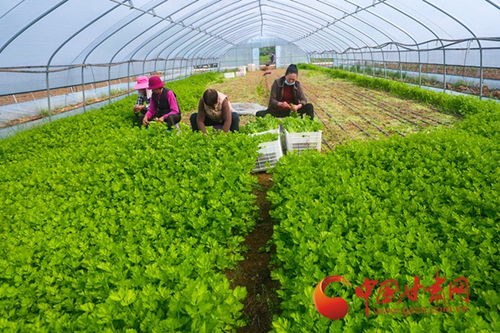 大棚里忙出幸福年——隴南武都蔬菜產業(yè)新春新景