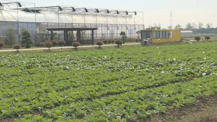 保障市民秋冬“菜籃子” 奉賢蔬菜基地定植忙忙時節大棚綠意濃